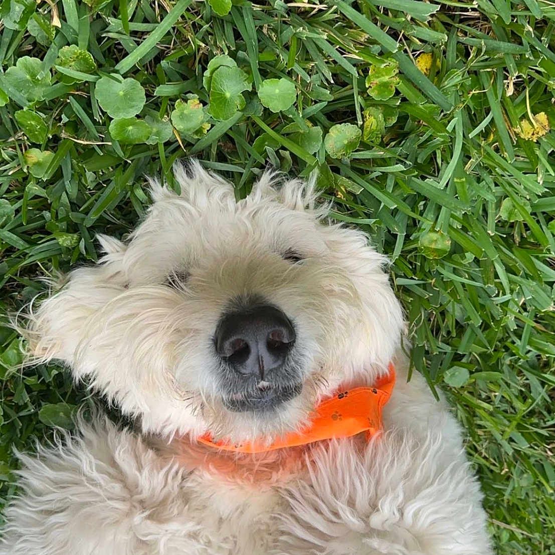 Fig is registered to the contest to win money with this photo: dog, grass, outdoor, pet, white_fur, fluffy, collar, lying_down, nature, cute, animal, relaxed, happy, close_up, summer, greenery, playful, canine, fur, adorable
