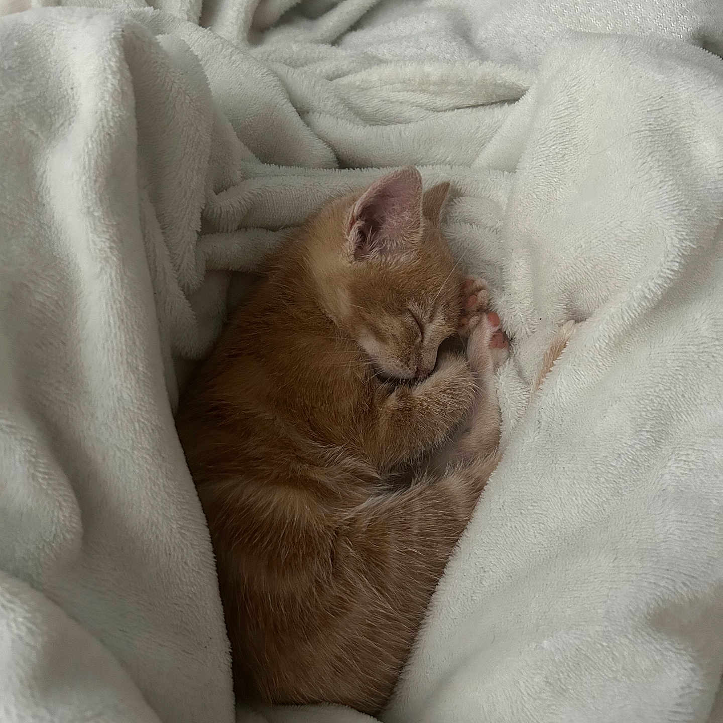 Nala a rejoint le concours — aidez-le/la à gagner de superbes lots ! animal, blanket, cat, kitten, person, pet, quilt, sleeping