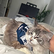 Chloe is registered to the contest to win money with this photo: animal, bed, blanket, blue, cat, comfort, cozy, domestic, feline, fur, gray, hand, indoor, jersey, pet, plant, resting, room, television, white