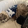 Chloe joined the competition — help win amazing prizes! animal, bed, cat, clothing, comfort, cute, dallas_cowboys, feline, fluffy, fur, indoor, jersey, pet, pillow, relaxed, resting, sleepy, soft, sportswear, tail