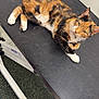 Delilah Matilda Mae joined the competition — help win amazing prizes! animal, black_surface, calico, cat, collar, curious, examination_table, feline, floor, fur, indoor, looking, medical_equipment, pet, resting, sink, table, veterinary_clinic, whiskers, white_paws