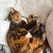 Delilah Matilda Mae is registered to the contest to win money with this photo: animal, blanket, calico, cat, cozy, cute, domestic_cat, feline, fur, green_eyes, indoor, pet, pillow, playful, relaxed, resting, sleepy, soft_texture, tongue_out, whiskers