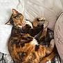animal, blanket, calico, cat, cozy, cute, domestic_cat, feline, fur, green_eyes, indoor, licking, lying_down, pet, pillow, relaxed, resting, sleepy, tongue, whiskers