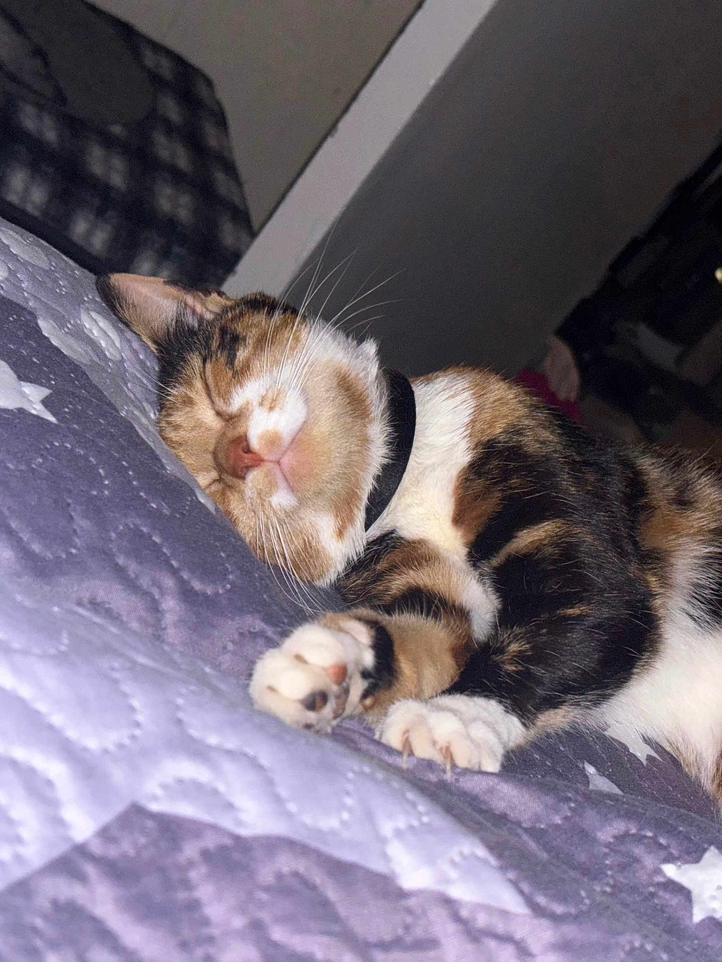 Delilah Matilda Mae is registered to the contest to win money with this photo: animal, bed, calico, cat, closeup, collar, cozy, cute, fur, indoor, mammal, paw, peaceful, pet, quilt, relaxing, resting, sleeping, soft, whiskers
