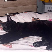 Delilah joined the competition — help win amazing prizes! black_cat, sleeping, bed, blanket, teddy_bear_print, indoor, pet, cozy, cute, feline, relaxed, animal, domestic, fur, whiskers, paws, resting, cute_pattern, soft, home