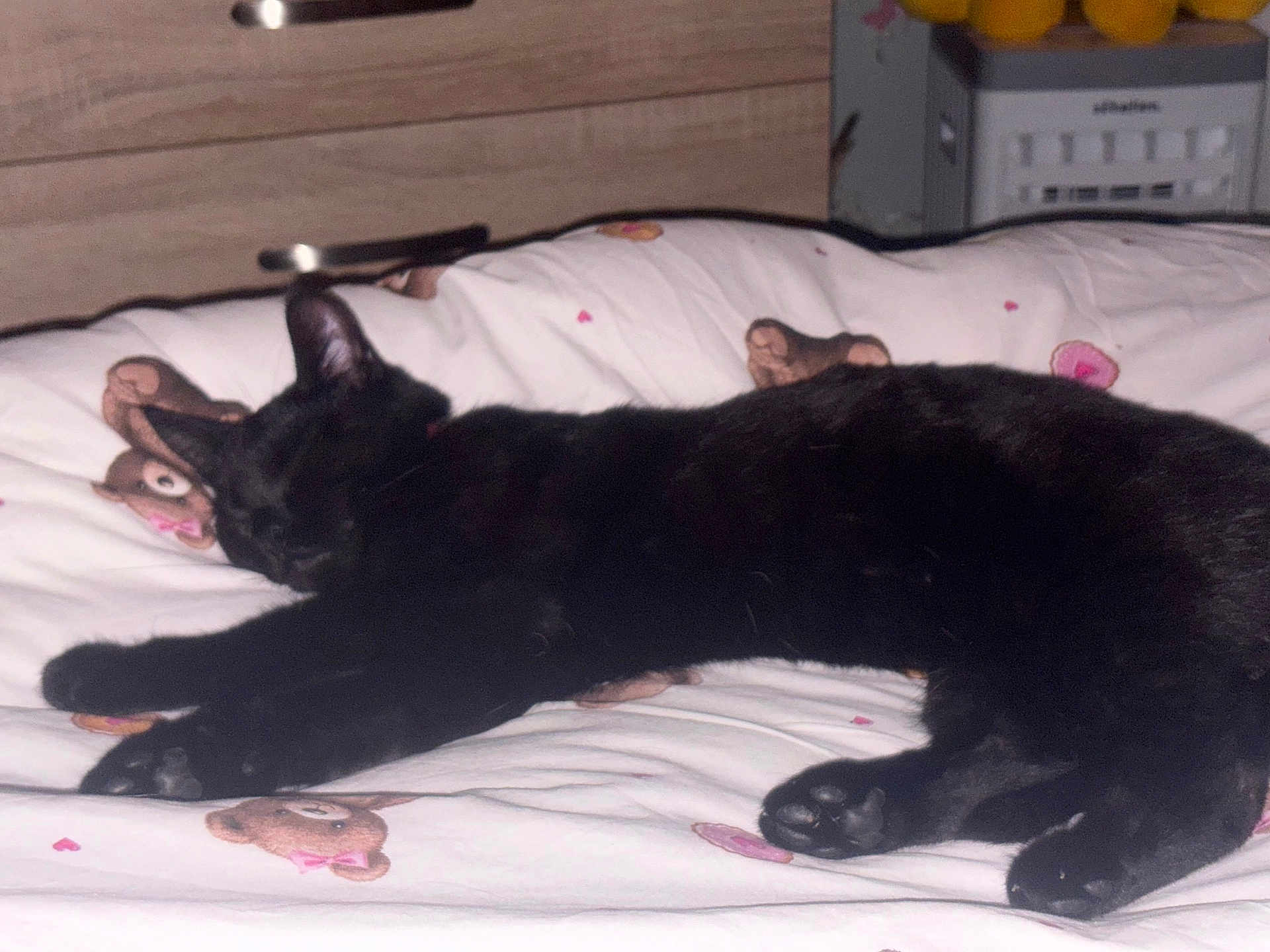 Delilah joined the competition — help win amazing prizes! black_cat, sleeping, bed, blanket, teddy_bear_print, indoor, pet, cozy, cute, feline, relaxed, animal, domestic, fur, whiskers, paws, resting, cute_pattern, soft, home