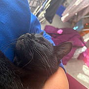 Sabrina Elaine Mae is registered to the contest to win money with this photo: animal, arm, black_cat, casual, cat, close_up, comfort, cozy, domestic, feline, fur, indoor, nap, person, pet, relaxation, resting, sleeping_cat, soft_light, whiskers