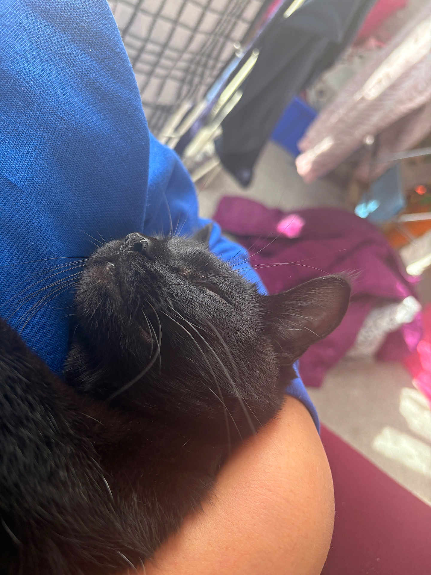 Sabrina Elaine Mae is registered to the contest to win money with this photo: animal, arm, black_cat, casual, cat, close_up, comfort, cozy, domestic, feline, fur, indoor, nap, person, pet, relaxation, resting, sleeping_cat, soft_light, whiskers