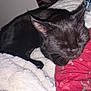 animal, black_cat, blanket, cat, close_up, comfort, cozy, cute, feline, fur, indoor, nap, patterned_cloth, pet, red_fabric, relaxation, resting, sleeping_cat, soft_texture, whiskers