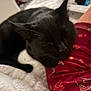 animal, black_cat, blanket, cat, close_up, cozy, domestic_animal, feline, fur, indoor, leg, patterned_clothing, pet, red_fabric, relaxation, resting, sleep, sleeping, soft_texture, whiskers
