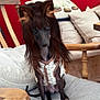 Dorothy joined the competition — help win amazing prizes! dog, black_dog, small_dog, pet, indoor, chair, cushion, clothing, wig, long_hair, brown_hair, furniture, red_wall, seated, cute, animal, domestic_animal, portrait, funny, costume