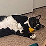 Cloudspots is registered to the contest to win money with this photo: cat, black_and_white, indoor, carpet, toy, relaxed, pet, animal, feline, lying_down, playful, door, paws, whiskers, ears, green_eyes, fur, home, floor, closeup