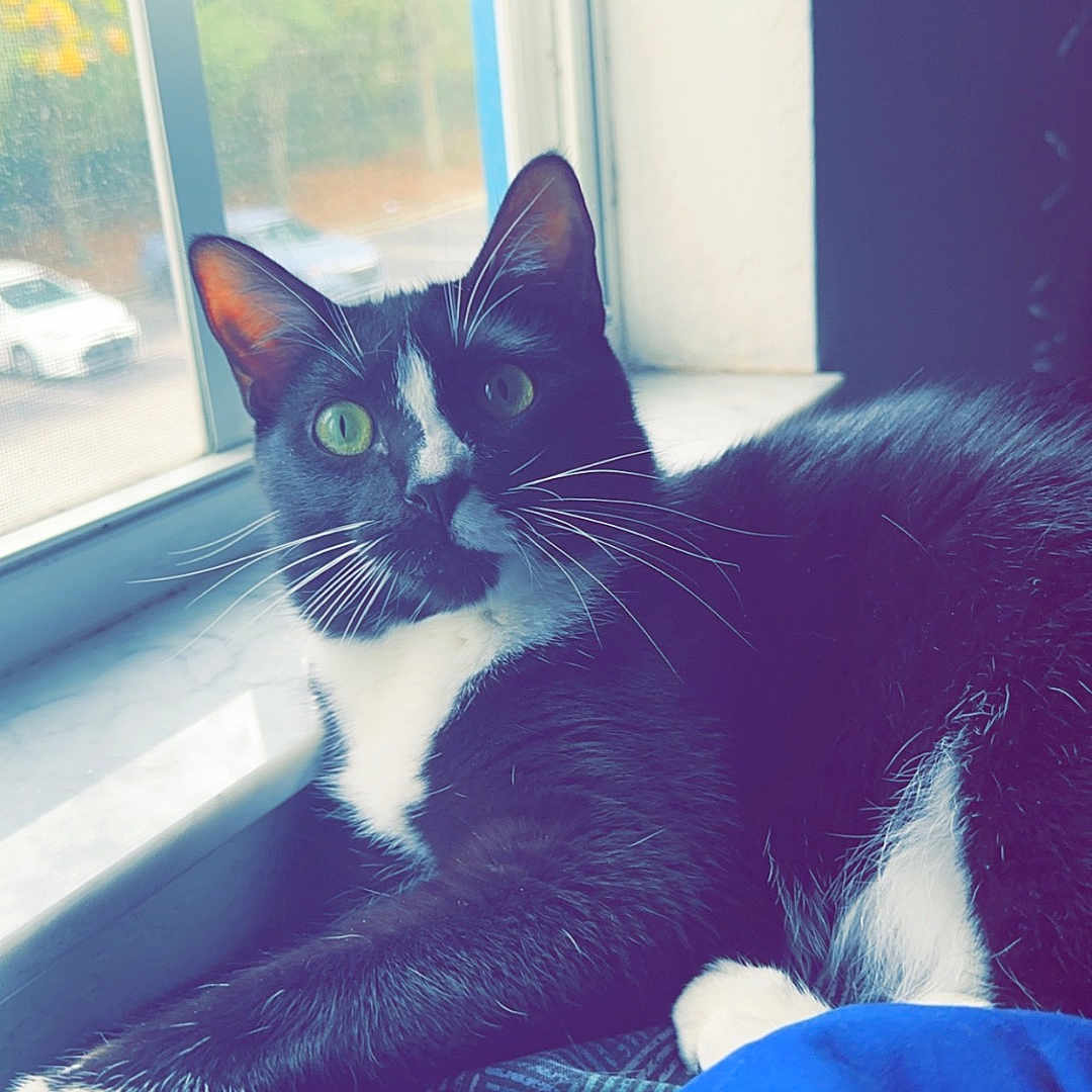 Cloudspots is registered to the contest to win money with this photo: animal, bed, black_and_white, blanket, blinds, cat, cozy, curious, daylight, domestic_cat, feline, fur, green_eyes, indoor, pet, relaxed, resting, tuxedo_cat, whiskers, window