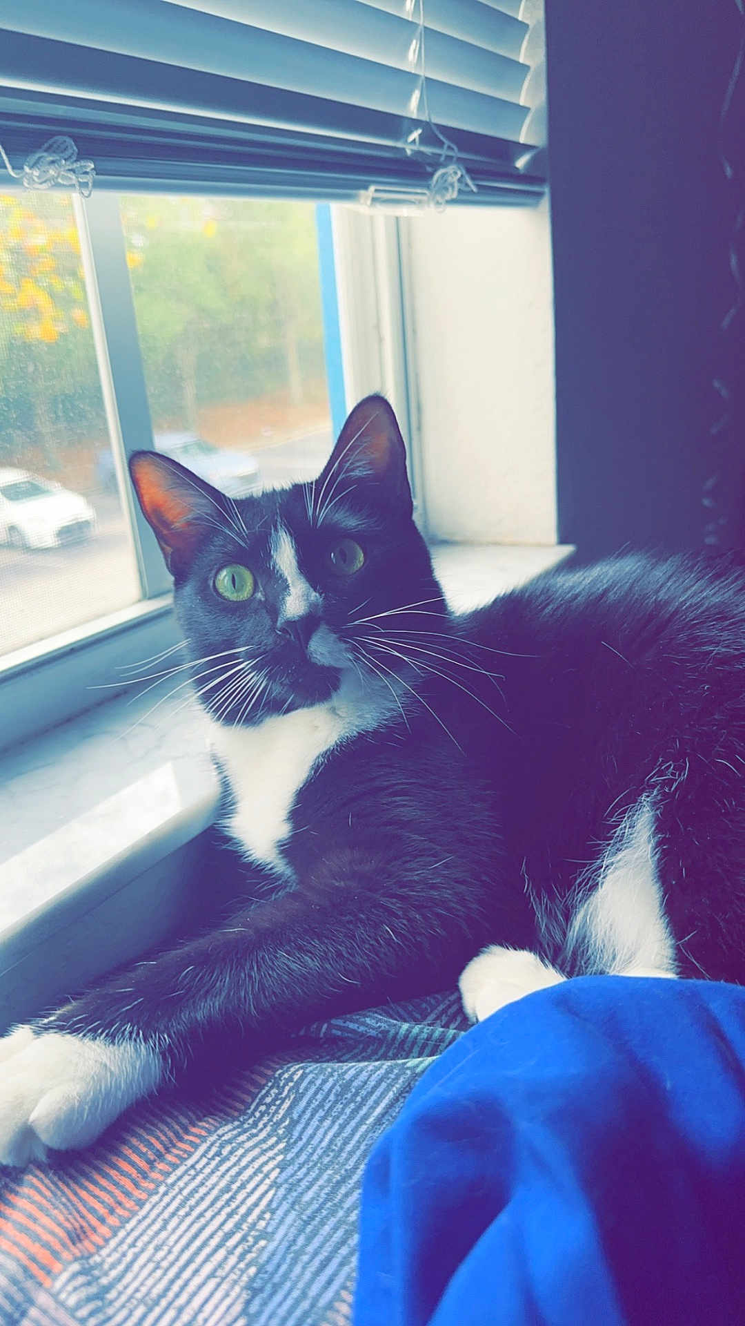 Cloudspots is registered to the contest to win money with this photo: cat, tuxedo_cat, window, bed, blanket, indoor, pet, feline, whiskers, green_eyes, relaxed, cozy, curious, animal, resting, domestic_cat, black_and_white, fur, daylight, blinds