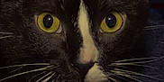 Cloudspots is registered to the contest to win money with this photo: cat, tuxedo_cat, close_up, yellow_eyes, whiskers, black_fur, white_markings, pet, animal, indoor, feline, portrait, cute, face, looking, alert, fur, domestic_cat, closeup, eyes