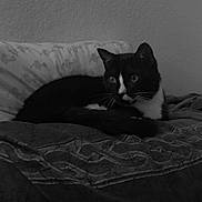 Cloudspots is registered to the contest to win money with this photo: cat, black_and_white, pet, animal, indoor, quilt, pillow, bed, resting, feline, fur, whiskers, ears, eyes, relaxed, home, texture, blanket, wall, curious