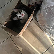 Caesar is registered to the contest to win money with this photo: animal, box, cardboard_box, cat, coffee_box, curious, domestic_cat, floor, floor_tile, footwear, indoor, light, looking_up, paw, pet, plastic_bag, sandal, shadow, tile_floor, whiskers