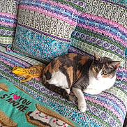 Lucy Aka Wu Kitty is registered to the contest to win money with this photo: animal, architecture, bed, blanket, building, cat, couch, cushion, furniture, homedecor, indoors, linen, livingroom, lizard, manx, pet, pillow, quilt, reptile, room