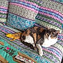 animal, architecture, bed, blanket, building, cat, couch, cushion, furniture, homedecor, indoors, linen, livingroom, lizard, manx, pet, pillow, quilt, reptile, room