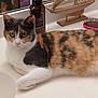 Lucy Aka Wu Kitty joined the competition — help win amazing prizes! abyssinian, animal, bottle, brush, cat, device, diningtable, furniture, hardwood, indoors, interiordesign, kitten, manx, pet, plywood, sink, sinkfaucet, table, tool, wood