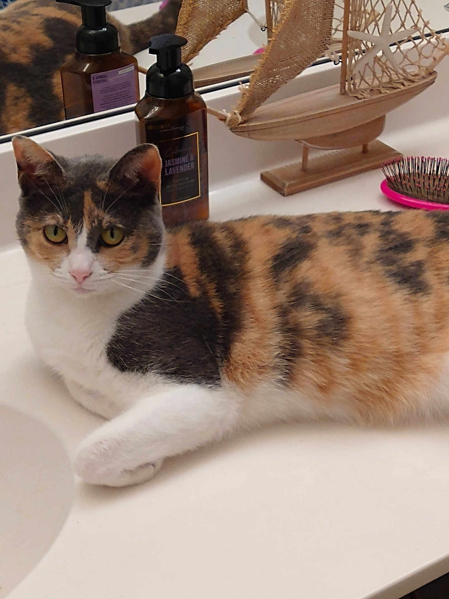 Lucy Aka Wu Kitty joined the competition — help win amazing prizes! abyssinian, animal, bottle, brush, cat, device, diningtable, furniture, hardwood, indoors, interiordesign, kitten, manx, pet, plywood, sink, sinkfaucet, table, tool, wood
