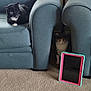 Lucy Aka Wu Kitty joined the competition — help win amazing prizes! animal, architecture, armchair, building, cat, chair, computer, couch, cushion, electronics, furniture, homedecor, indoors, kitten, livingroom, mobilephone, pet, phone, room, tabletcomputer