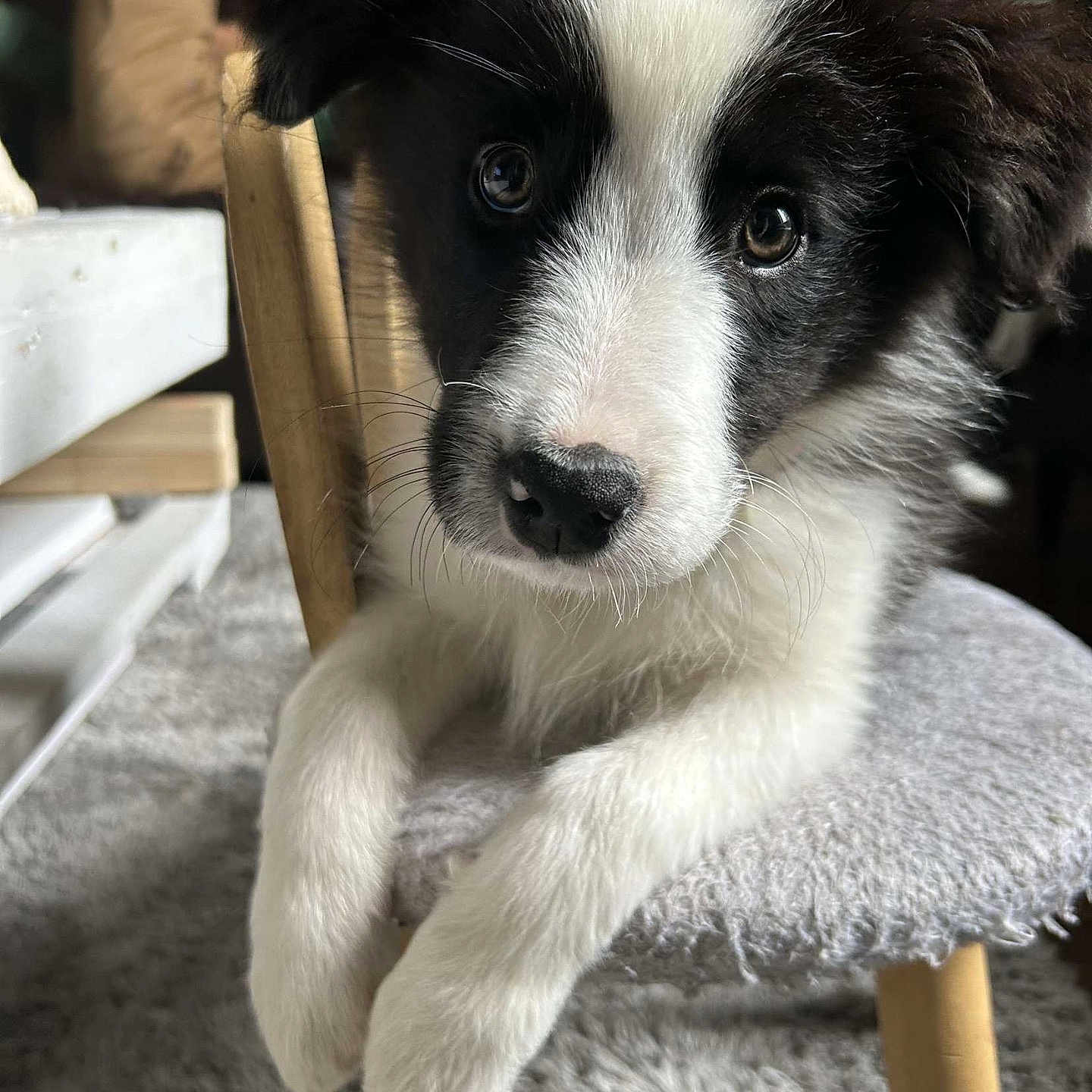 Ice participe au concours pour gagner de l'argent avec cette photo : adult, animal, canine, cat, chair, collie, dog, dogbed, eskimodog, furniture, hound, husky, male, man, person, pet, puppy, snout, whitedog, wood