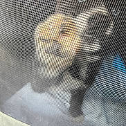 Shadow participe au concours pour gagner de l'argent avec cette photo : dog, mesh_screen, blurry, netting, pet, animal, indoor, cage, closeup, fence, curtain, grid, background, blur, texture, fur, looking, confined, home, window