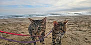 Vénus a rejoint le concours — aidez-le/la à gagner de superbes lots ! animal, beach, cat, cloudy, curious, daytime, exploration, feline, green_eyes, leash, mammal, nature, ocean, outdoor, pet, sand, sky, tabby_cat, two_animals, walking