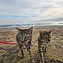 animal, beach, cat, cloudy, curious, daytime, exploration, feline, green_eyes, leash, mammal, nature, ocean, outdoor, pet, sand, sky, tabby_cat, two_animals, walking