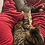 animal, blanket, cat, cats, closeup, comfort, couch, cozy, domestic_animal, feline, fur, indoor, multiple_cats, pet, red_blanket, relaxation, resting, sleeping, spotted, striped