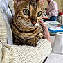 bengal_cat, blurred_background, cat, close_up, comfort, cozy, cuddling, curious, domestic_animal, focus, green_eyes, hand, indoor, knitted_sweater, person, pet, soft_texture, striped_fur, warm_colors, whiskers
