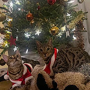 Vénus participe au concours pour gagner de l'argent avec cette photo : animal, blanket, cat, celebration, christmas_tree, cozy, cute, decor, festive, fur, holiday, holiday_season, indoor, light, ornament, pet, santa_outfit, star_light, tabby, tinsel