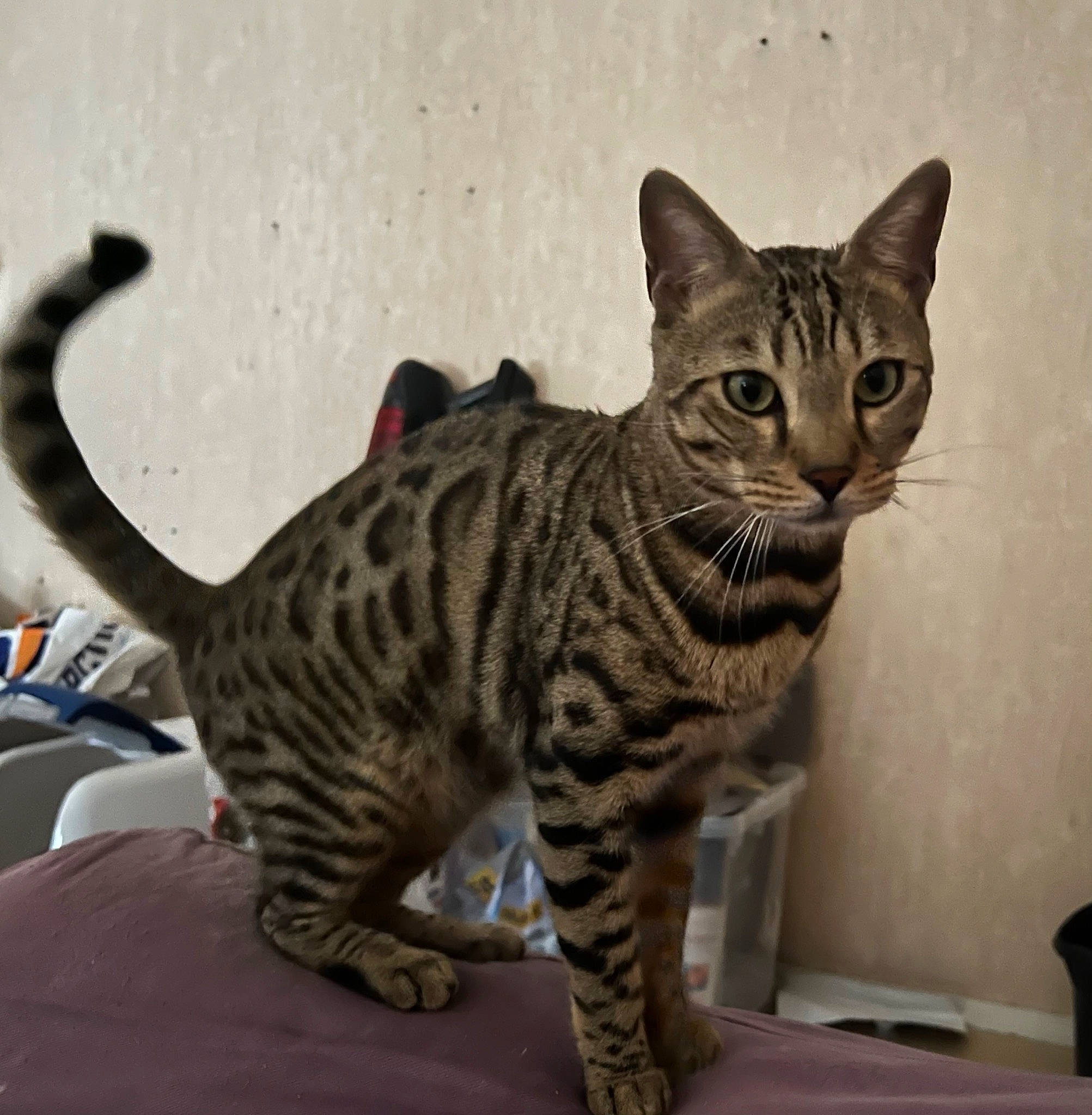 éros a rejoint le concours — aidez-le/la à gagner de superbes lots ! art, carnivore, cat, domestic_short_haired_cat, felidae, fur, paw, small_to_medium_sized_cats, snout, tail, terrestrial_animal, whiskers, wildlife