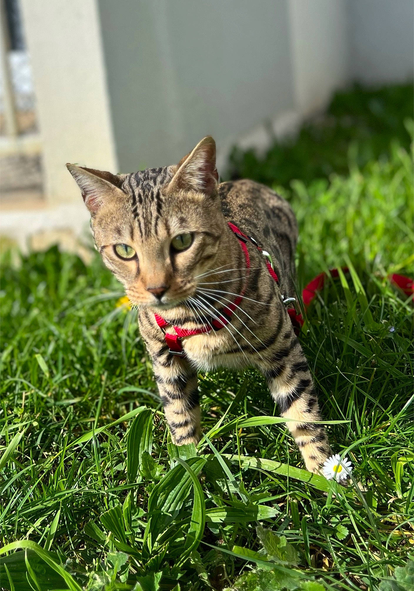 éros a rejoint le concours — aidez-le/la à gagner de superbes lots ! carnivore, cat, claw, domestic_short_haired_cat, fawn, felidae, fur, grass, grassland, groundcover, lawn, paw, plant, small_to_medium_sized_cats, snout, tail, terrestrial_animal, vertebrate, whiskers, wildlife