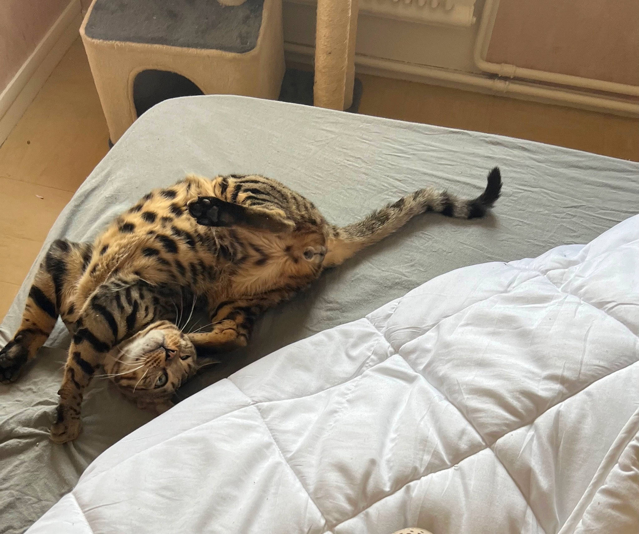 éros a rejoint le concours — aidez-le/la à gagner de superbes lots ! bed, bedding, big_cats, carnivore, cat, comfort, domestic_short_haired_cat, felidae, fur, jaguar, leopard, linens, reptile, room, small_to_medium_sized_cats, snout, tail, terrestrial_animal, whiskers, wildlife