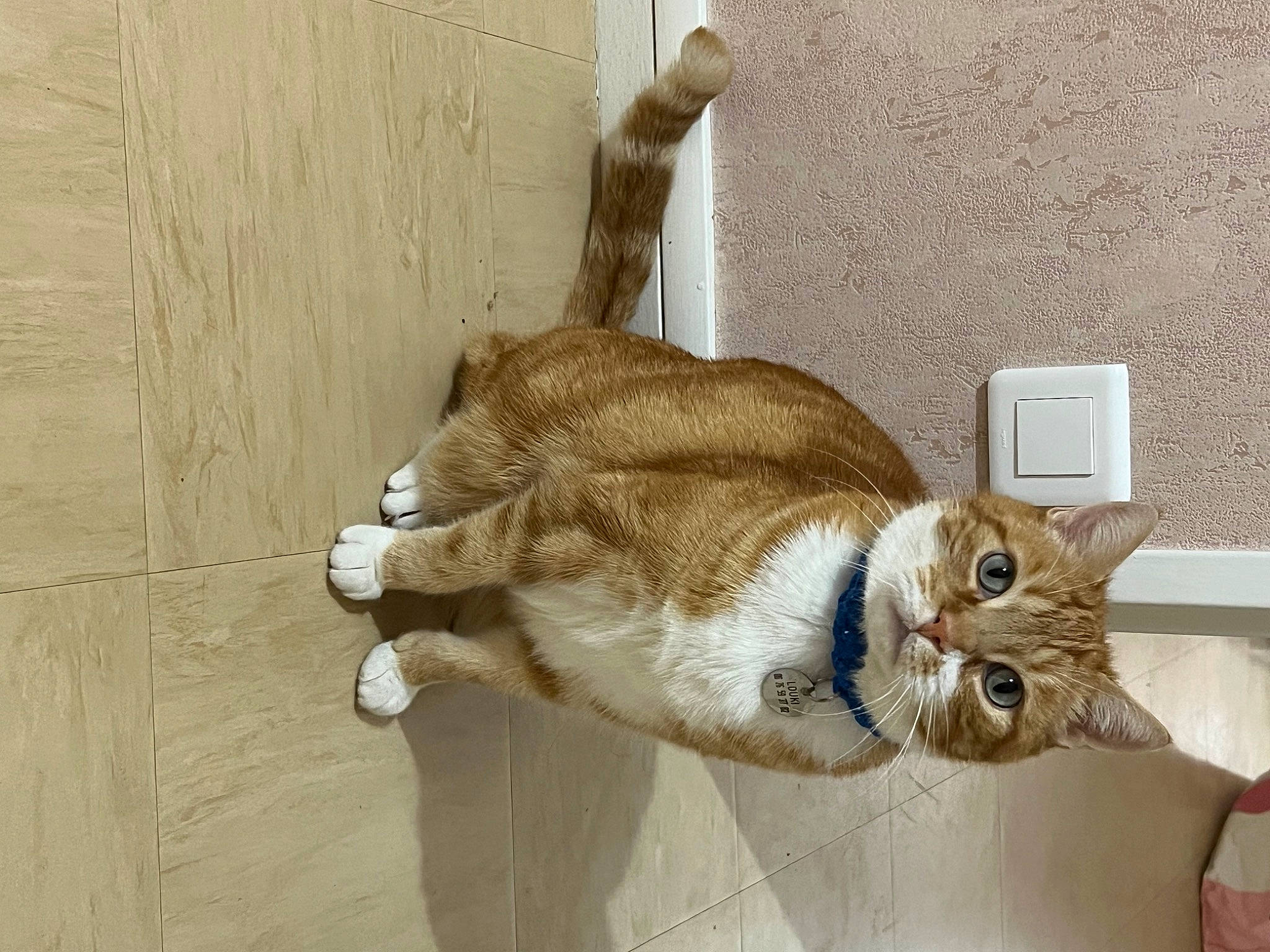 Louki participe au concours pour gagner de l'argent avec cette photo : art, carnivore, cat, claw, collar, comfort, domestic_short_haired_cat, fawn, felidae, fur, hardwood, paw, pet_supply, plant, small_to_medium_sized_cats, snout, tail, whiskers, window, wood