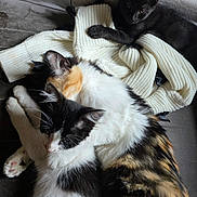 Lexie a rejoint le concours — aidez-le/la à gagner de superbes lots ! cats, kitten, calico_cat, black_cat, sleeping, cuddling, pet, feline, fur, whiskers, ears, paws, animal, indoors, couch, scarf, knitted_fabric, cozy, portrait, relaxation