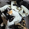 cats, kitten, calico_cat, black_cat, sleeping, cuddling, pet, feline, fur, whiskers, ears, paws, animal, indoors, couch, scarf, knitted_fabric, cozy, portrait, relaxation