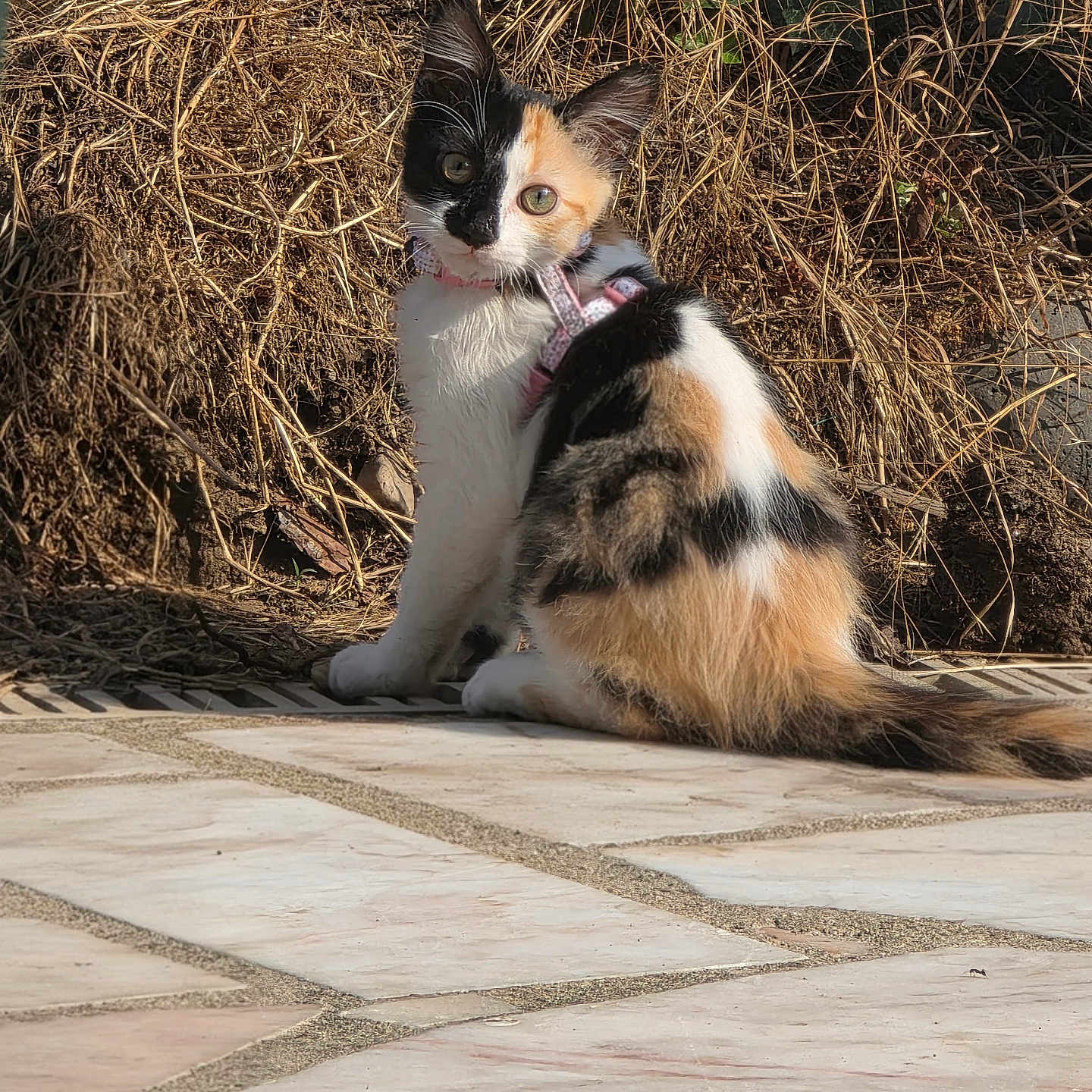 Lexie participe au concours pour gagner de l'argent avec cette photo : cat, kitten, calico, tricolor, animal, pet, feline, harness, sitting, outdoor, garden, patio, tiles, grass, foliage, long_tail, fluffy, portrait, sunlight, cute