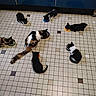 Lexie participe au concours pour gagner de l'argent avec cette photo : cats, kittens, black_and_white_cats, calico_cat, feeding, food_bowls, eating, indoor, tile_floor, pet_store, animal_group, multiple_animals, feline, whiskers, tails, overhead_view, black_cat, white_cat, calico, casual_photography