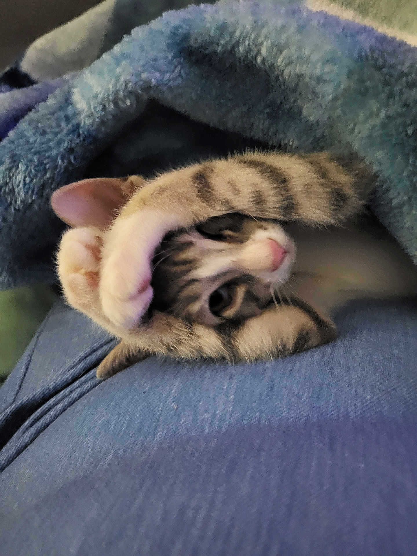 Speedy joined the competition — help win amazing prizes! kitten, cat, tabby, paw, blanket, blue_blanket, denim, clothing, resting, cute, pet, animal, fur, whiskers, indoor, cozy, sleepy, paw_up, close_up, soft