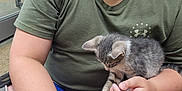 Speedy is registered to the contest to win money with this photo: child, kitten, cat, indoor, sitting, green_shirt, shorts, floor, window, wooden_furniture, hand, legs, young_person, pet, curious, casual, relaxed, light, skin, closeup