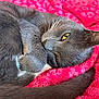 animal, blanket, cat, closeup, cozy, cute, fur, furry, gray_cat, indoor, paw, pet, pink, relaxed, resting, sleepy, soft_texture, tail, whiskers, yellow_eyes
