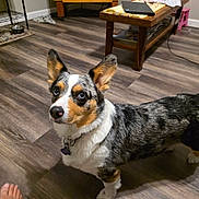 Skye joined the competition — help win amazing prizes! dog, corgi, pet, animal, speckled_coat, large_ears, blue_eyes, standing, collar, heart_tag, indoor, living_room, wood_floor, coffee_table, shelving, pet_bowl, home, portrait, human_feet, photography
