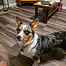 dog, corgi, pet, animal, speckled_coat, large_ears, blue_eyes, standing, collar, heart_tag, indoor, living_room, wood_floor, coffee_table, shelving, pet_bowl, home, portrait, human_feet, photography