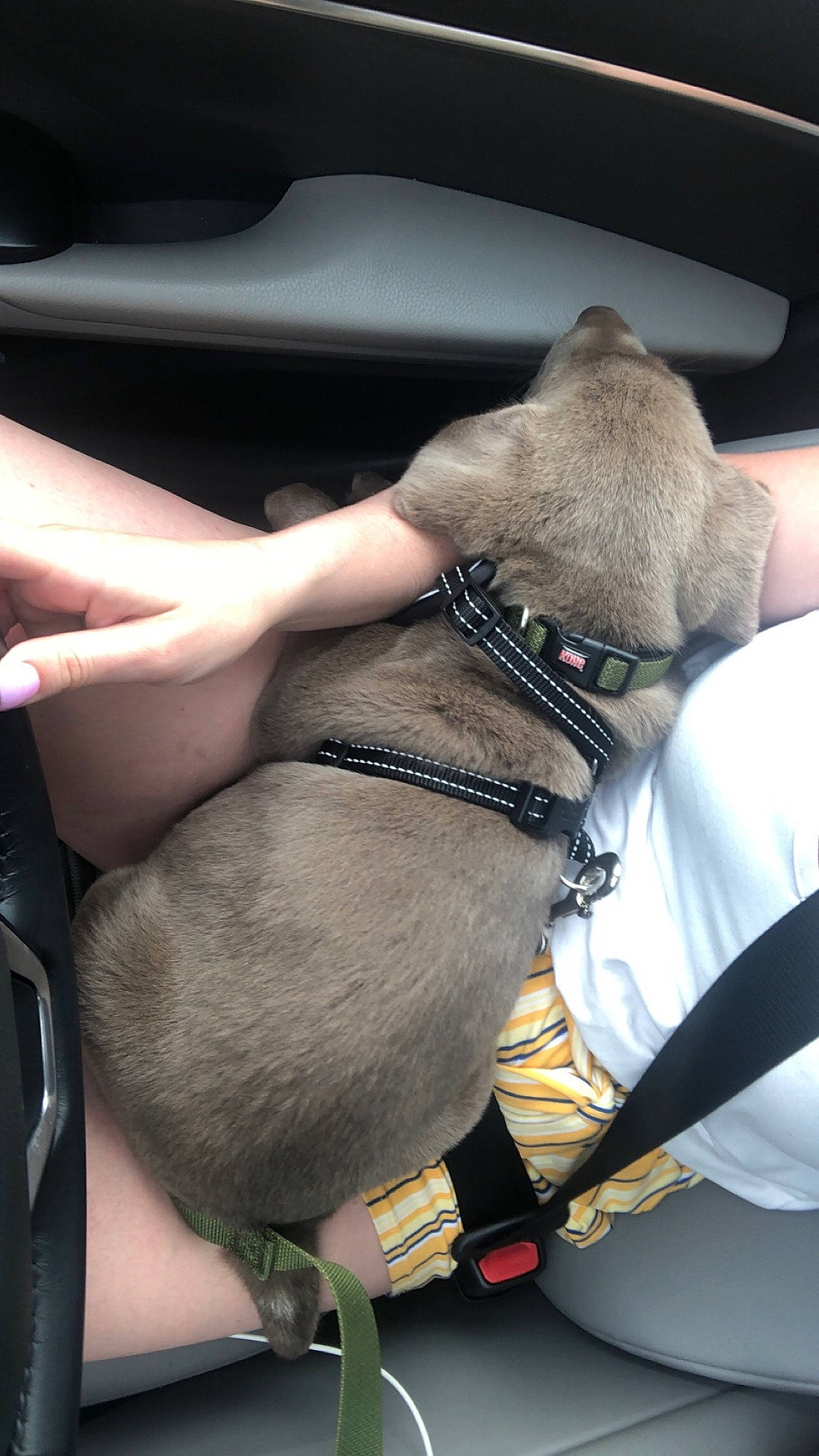 Argent is registered to the contest to win money with this photo: canidae, car_seat, dog_breed, fawn, leash, seat_belt, sporting_group