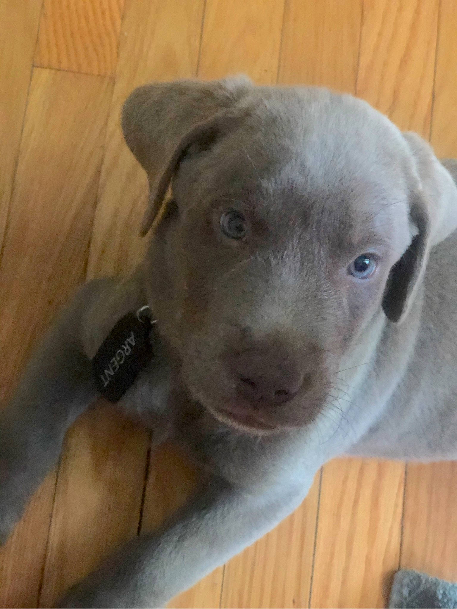 Argent is registered to the contest to win money with this photo: american_pit_bull_terrier, blue_lacy, canidae, carnivore, dog, dog_breed, fawn, mammal, nose, pit_bull, pointing_breed, puppy, snout, sporting_group, vertebrate, weimaraner