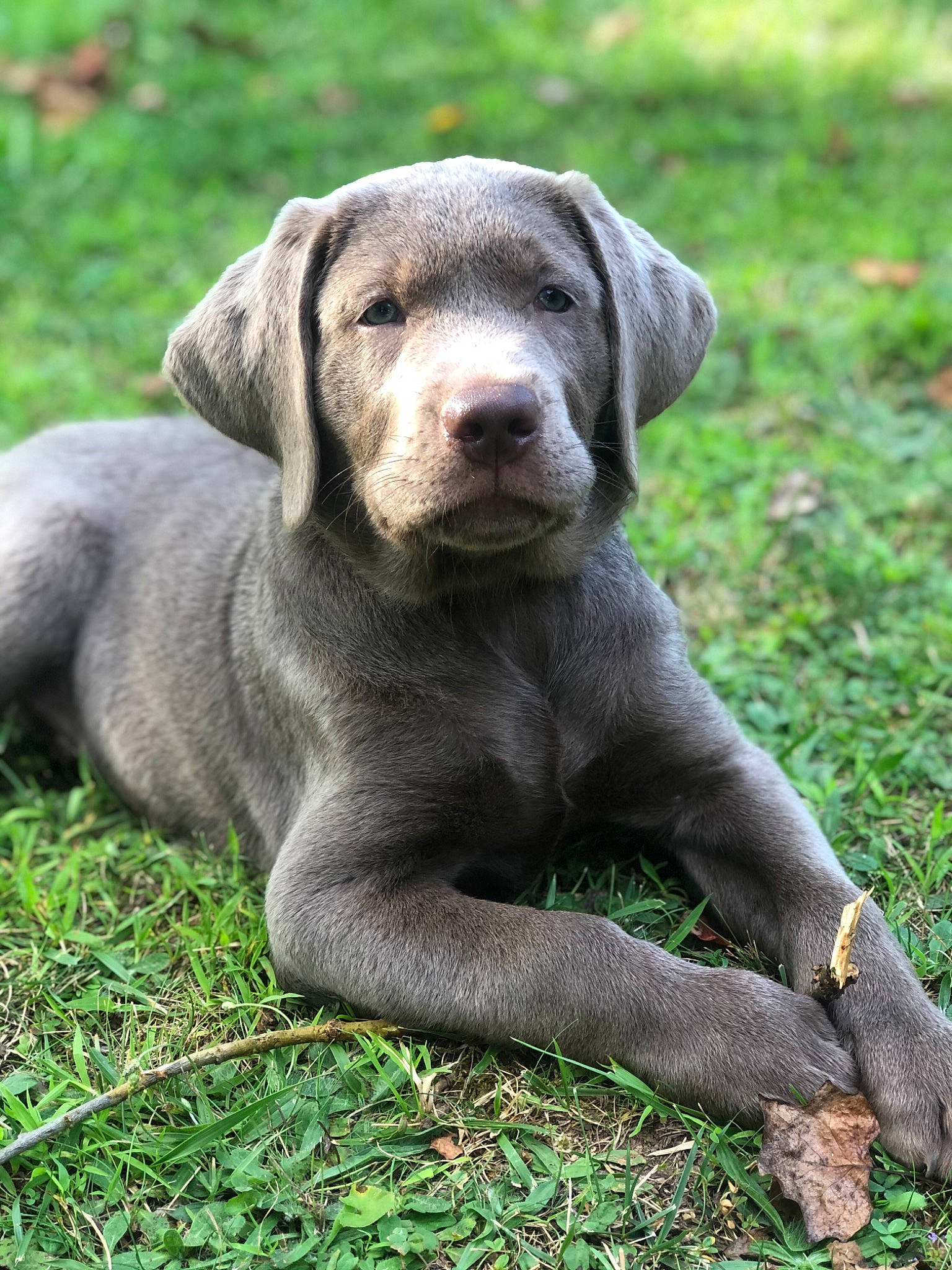 Argent is registered to the contest to win money with this photo: blue_lacy, canidae, carnivore, companion_dog, dog, dog_breed, fawn, great_dane, liver, mammal, pointing_breed, puppy, slovakian_rough_haired_pointer, sporting_group, vertebrate, weimaraner, working_dog