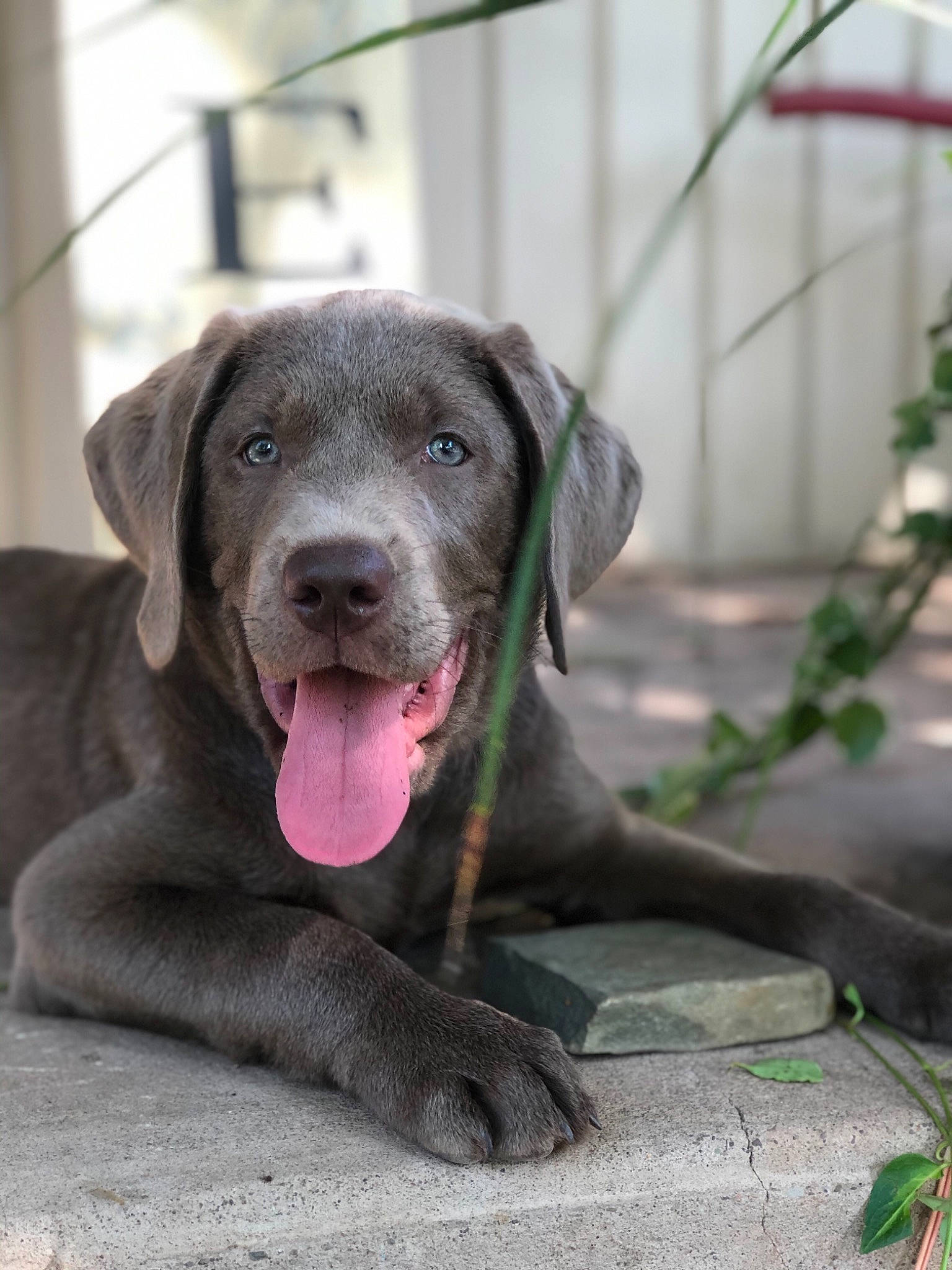 Argent is registered to the contest to win money with this photo: beagador, blue_lacy, canidae, carnivore, dog, dog_breed, fawn, hunting_dog, labrador_retriever, mammal, pointing_breed, puppy, retriever, snout, sporting_group, vertebrate, weimaraner, whiskers
